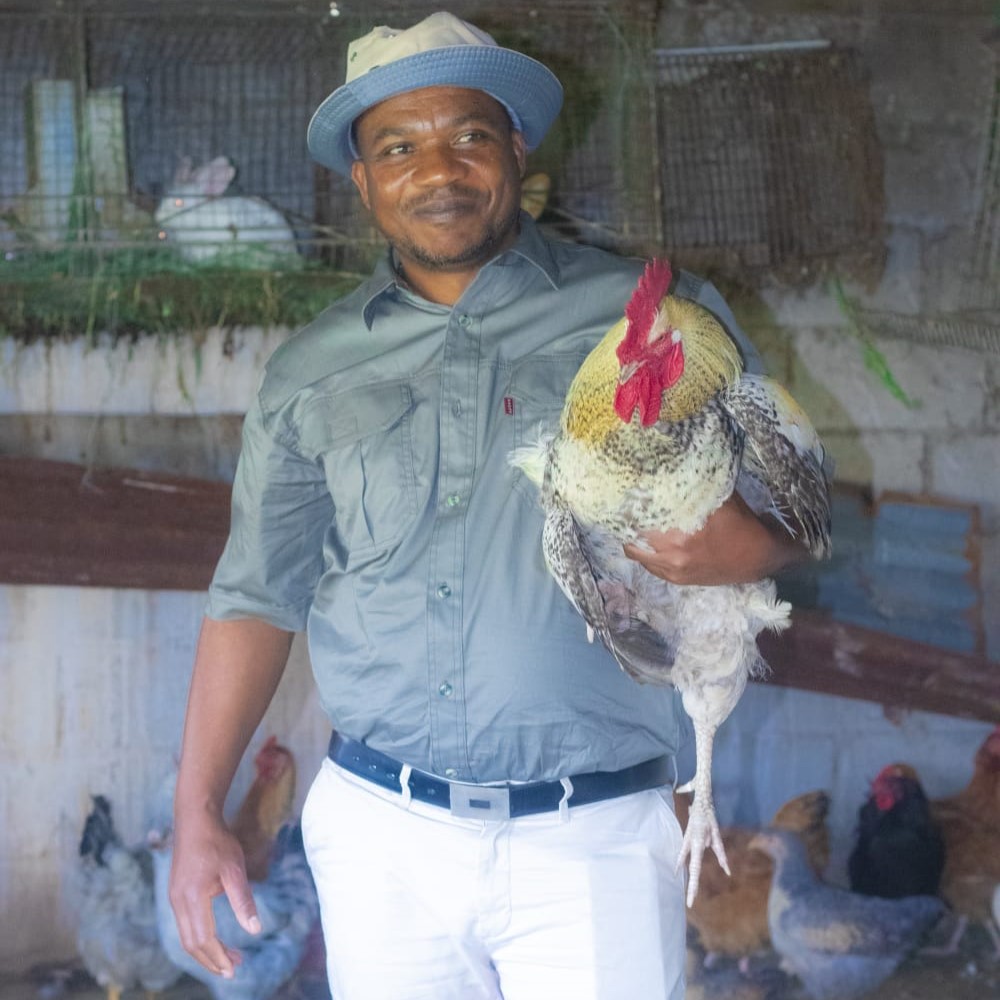 Livestock feeding on locally produced sustainable feed